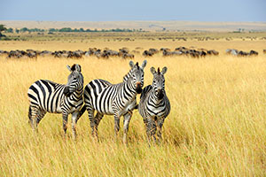 South Africa/Victoria Falls